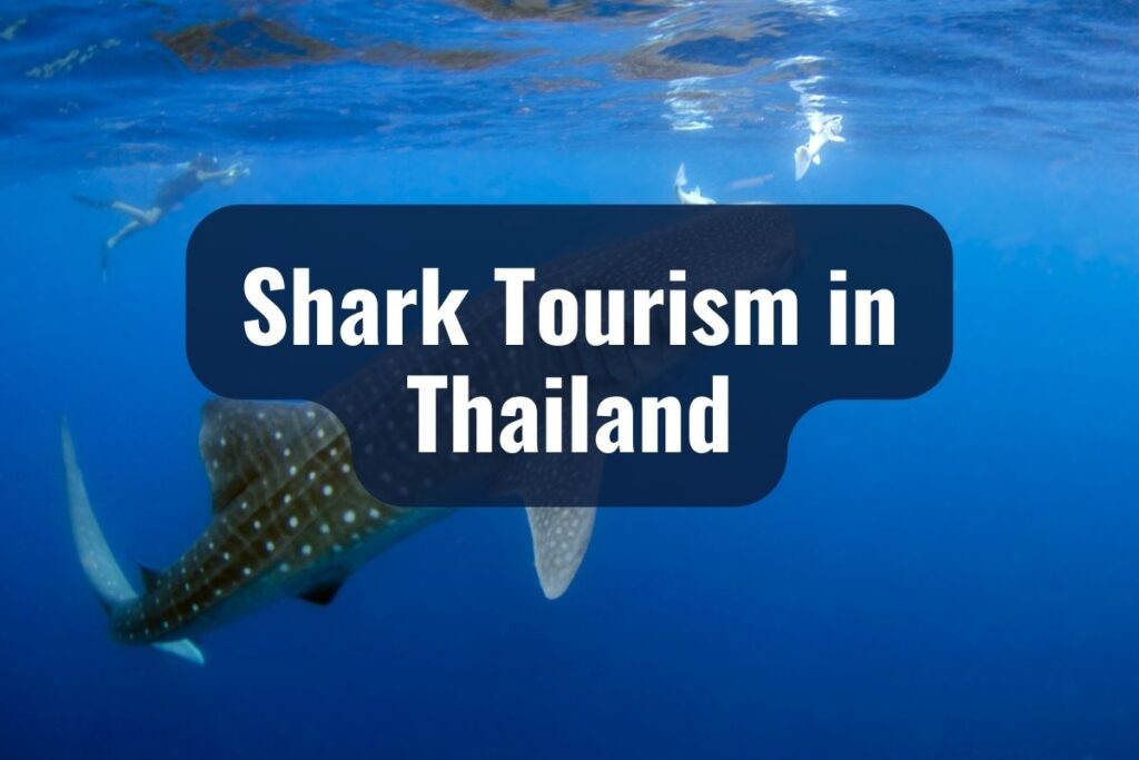 sharks in thailand