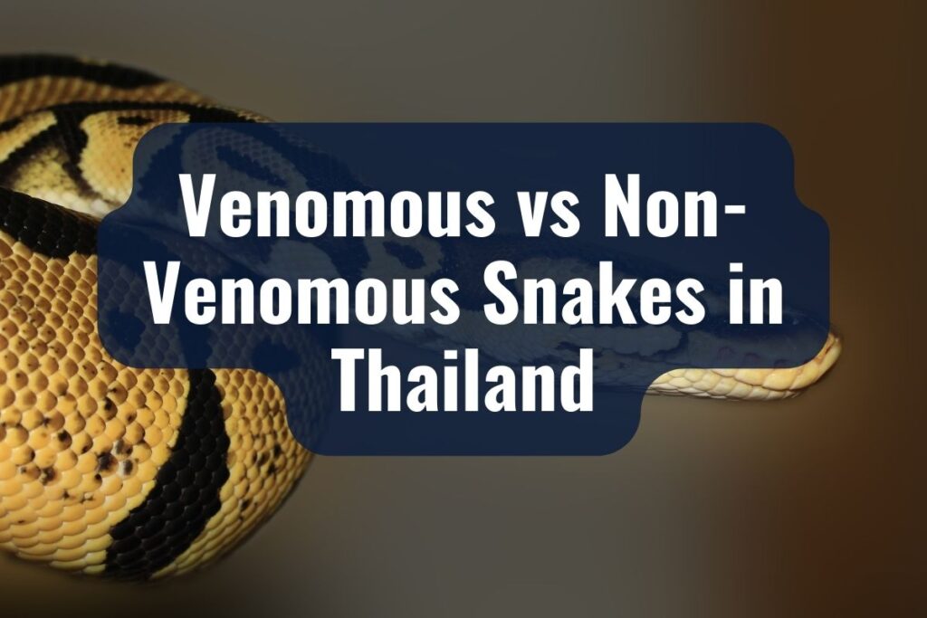 snakes in thailand