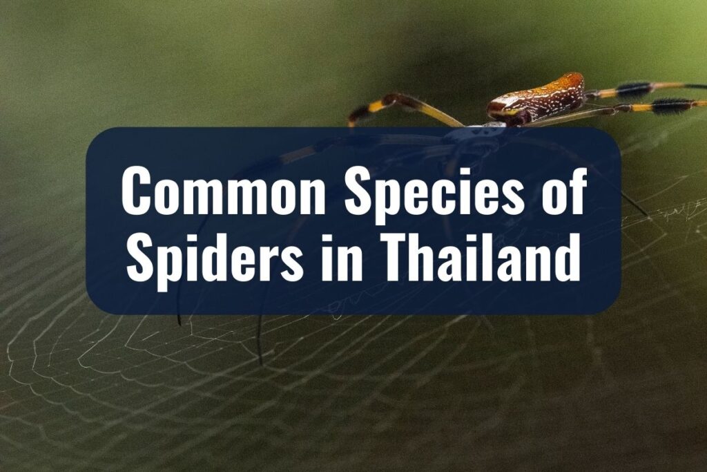 spiders in thailand