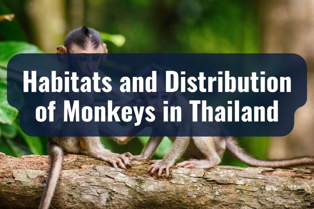 monkeys in thailand